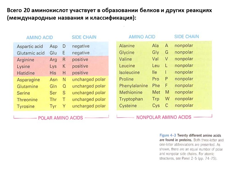 Всего 20 аминокислот участвует в образовании белков и других реакциях (международные названия и классификация):